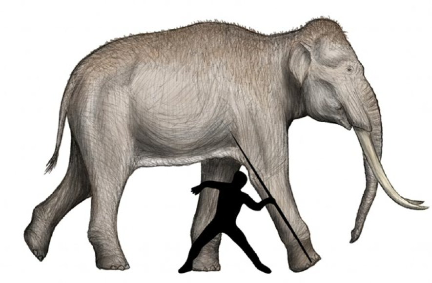 Mensch vs. Waldelefant